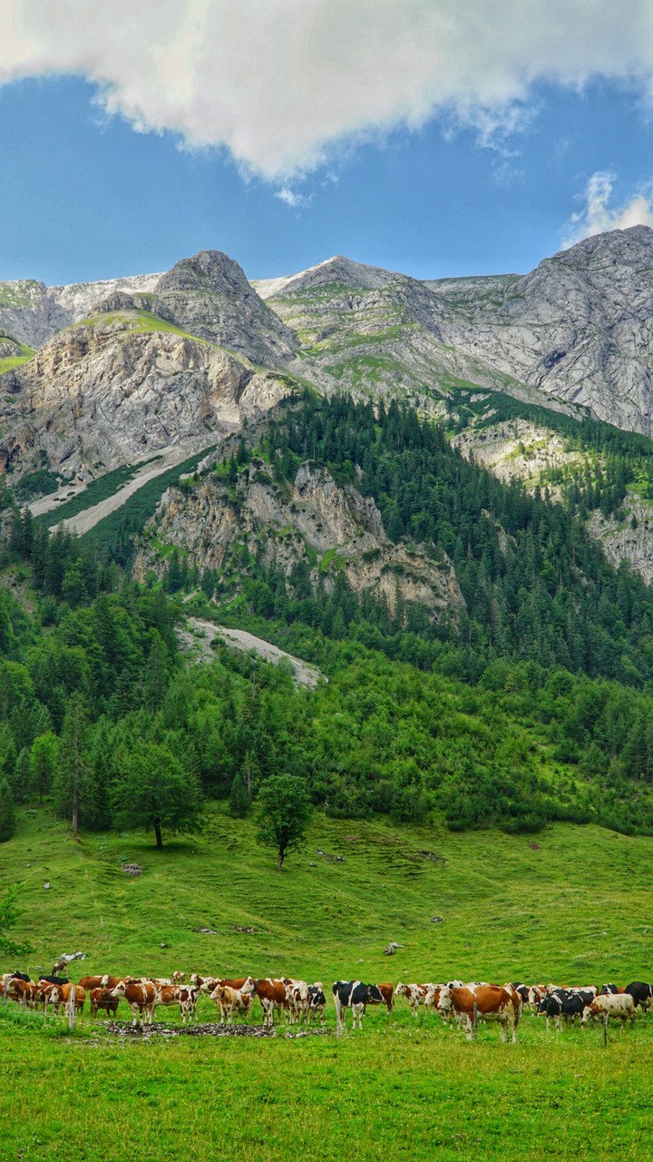 Cows grazing at the foot of the mountain