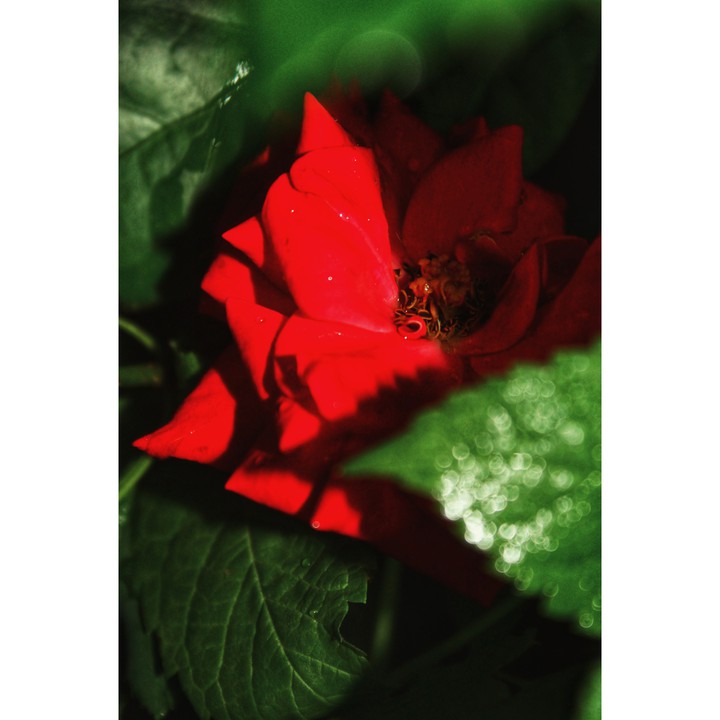 red rose