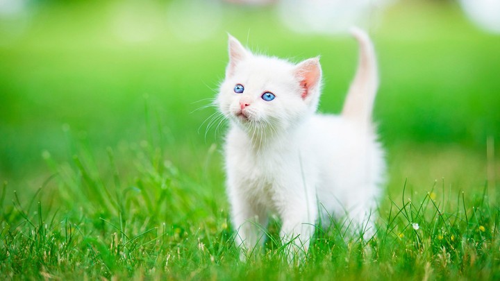котёнок