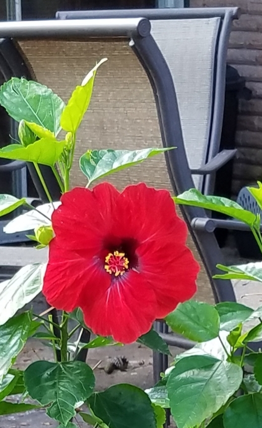 hibiscus_n'chairs