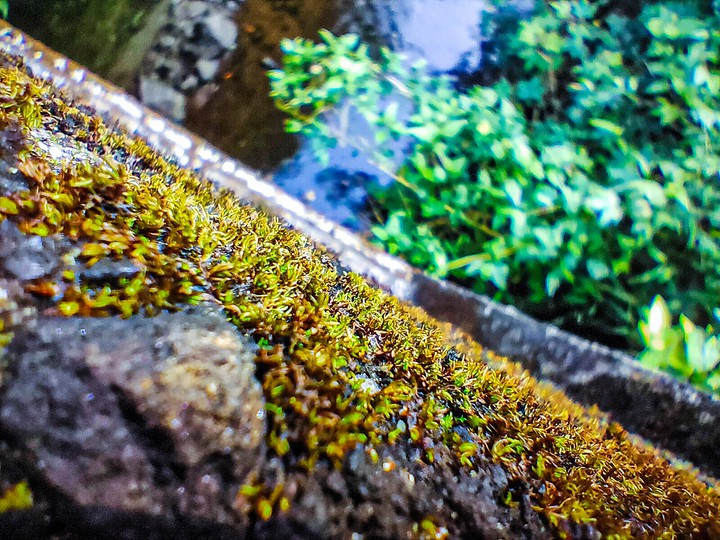 sometimes look closely you can see a little kingdom.........