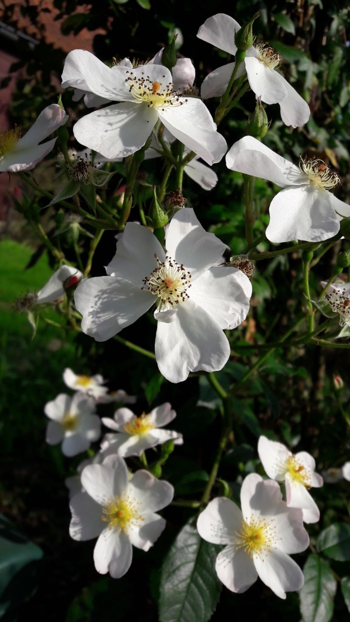flowers