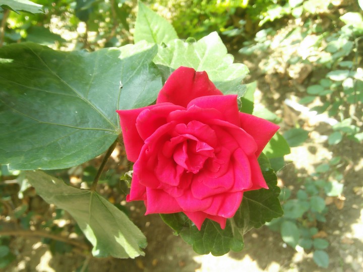 Red Rose