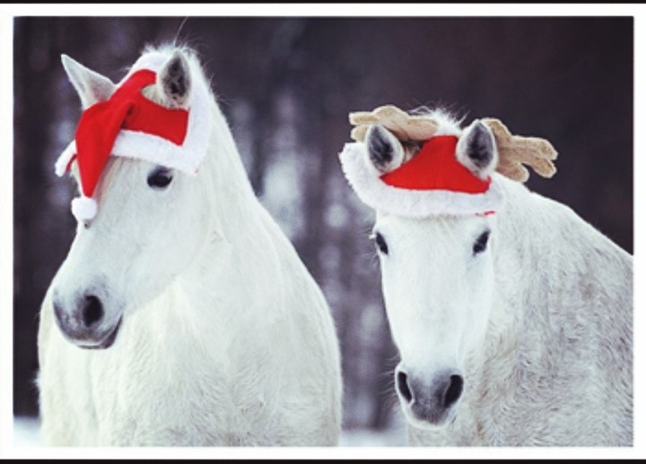 zu zweit ist Weihnachten viel schöner♡♡