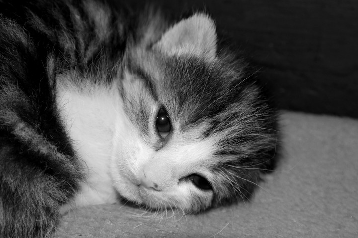 cute kitty 0002