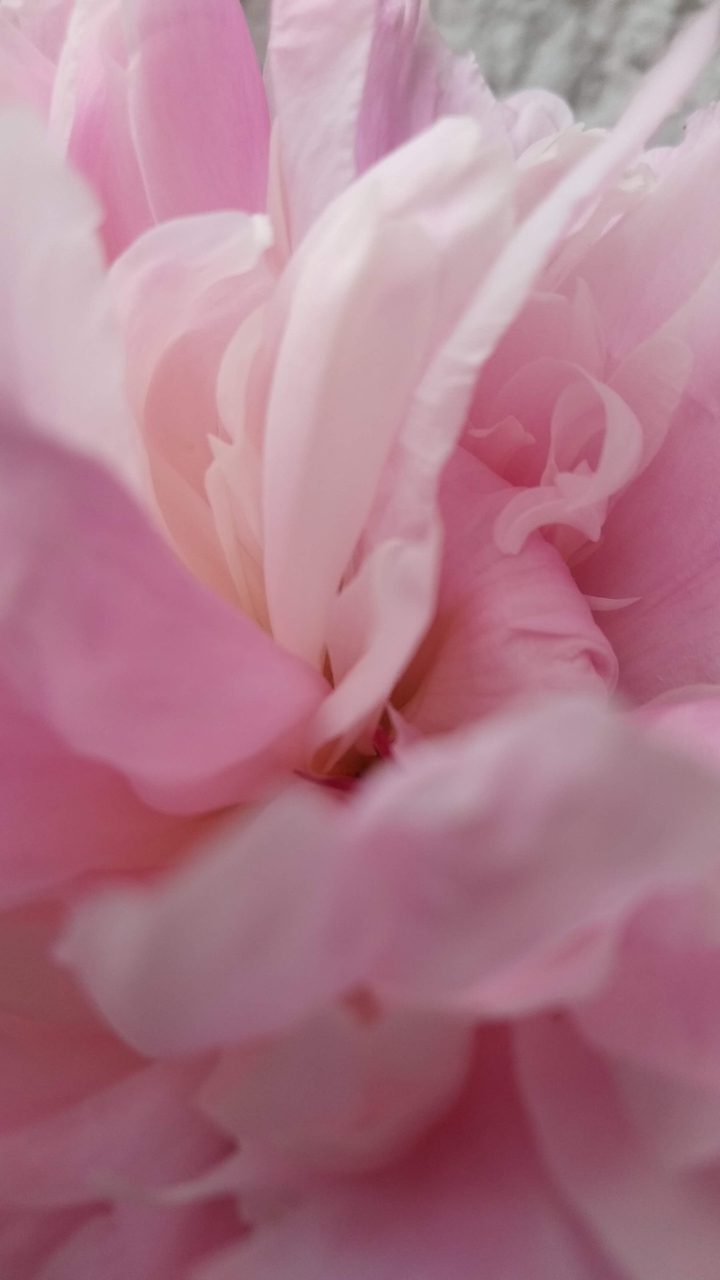 peony