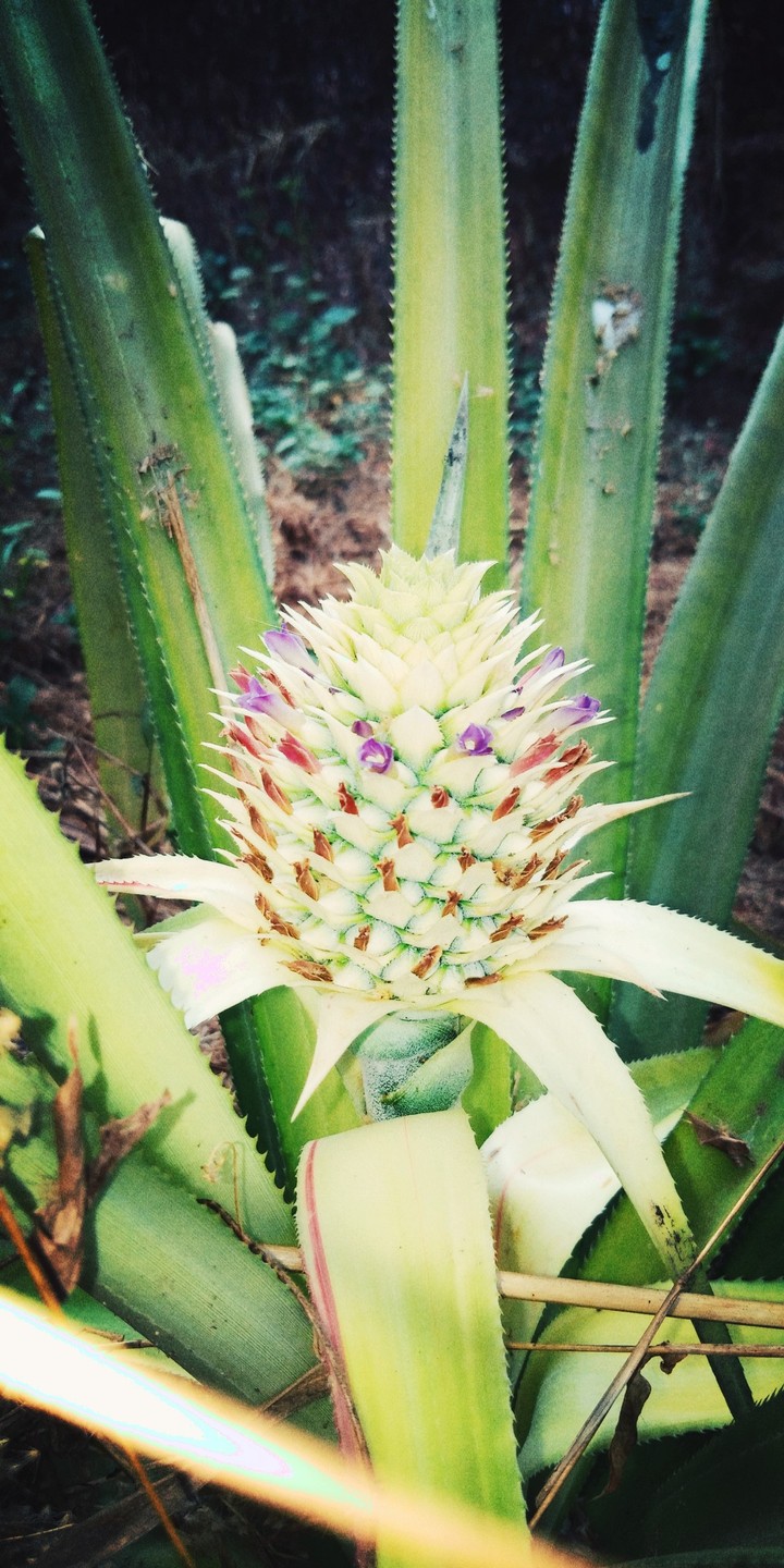 small pineapple