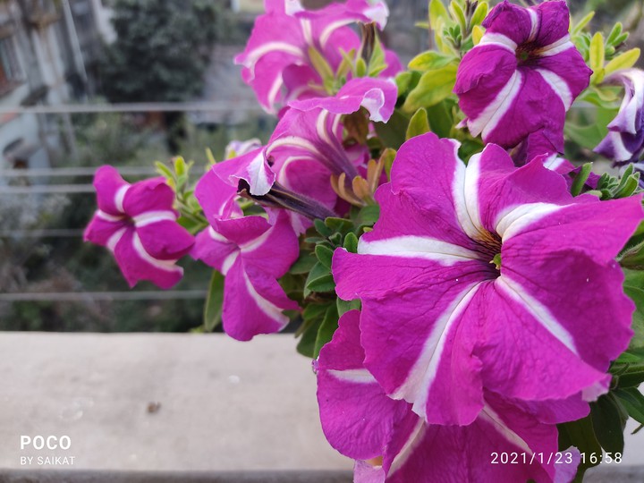 petunias