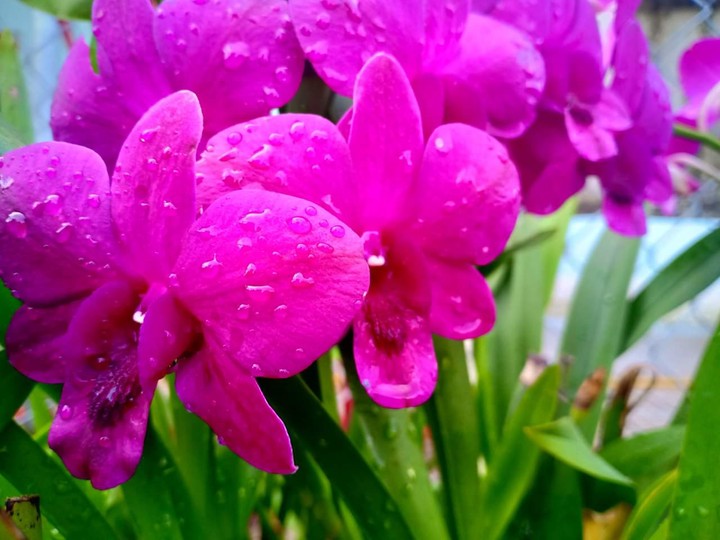 Purple flower
