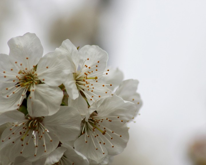 cherry flowers