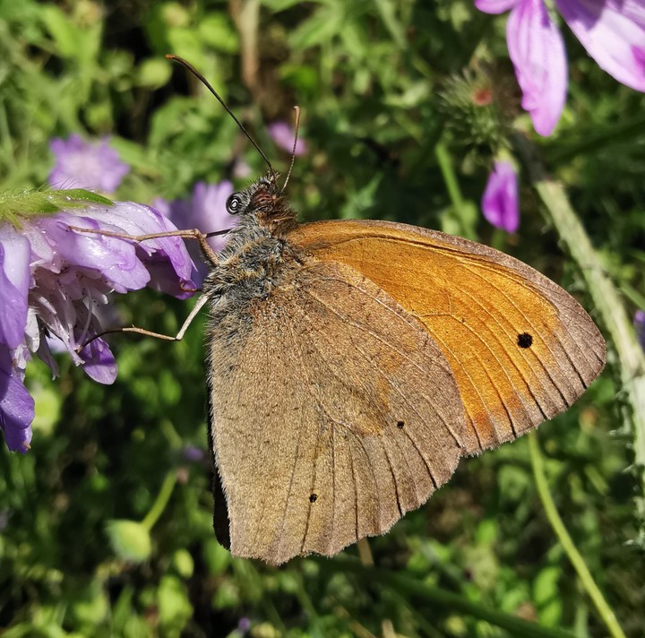butterfly