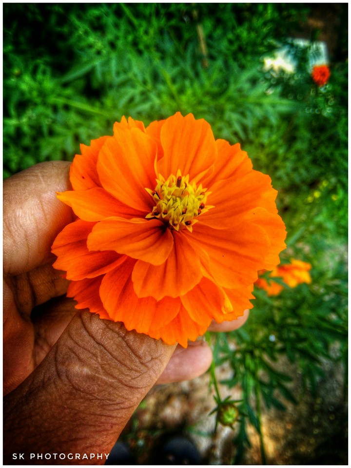 flower