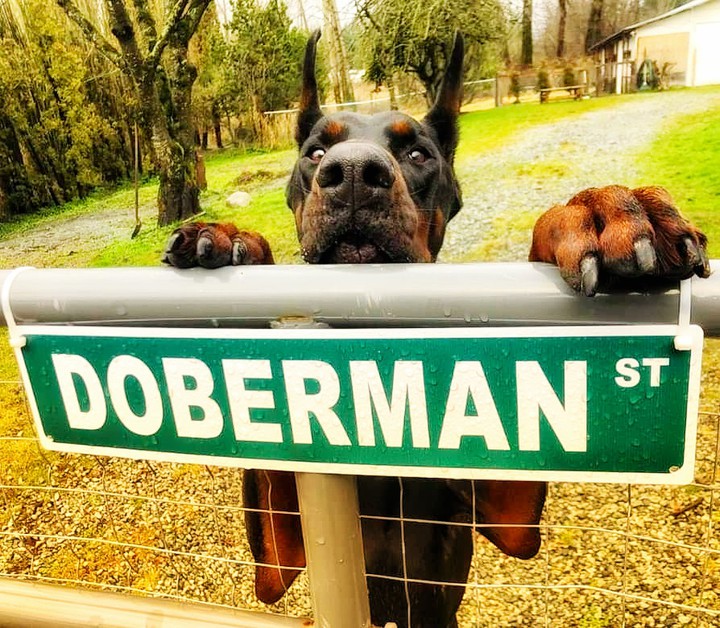 dog