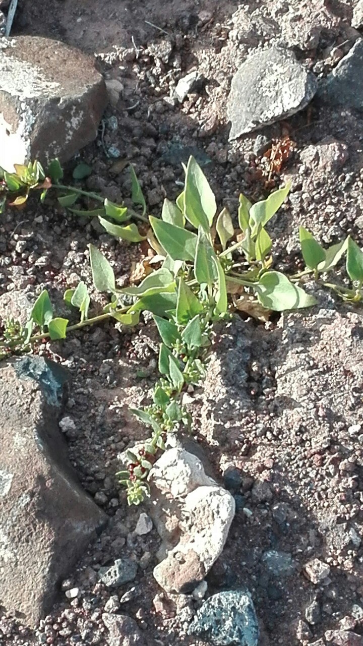 pustynia!