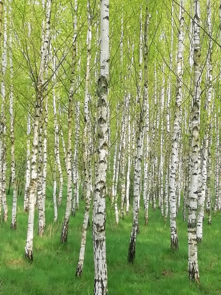 spring