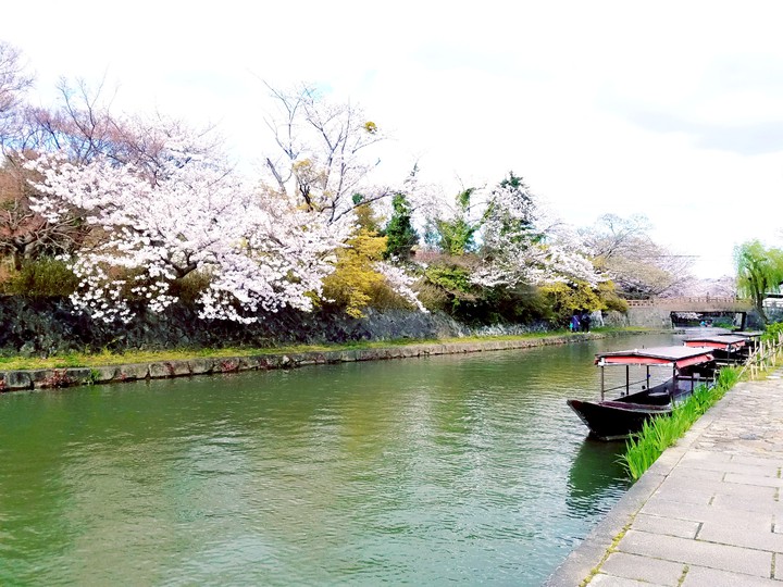 sakura
