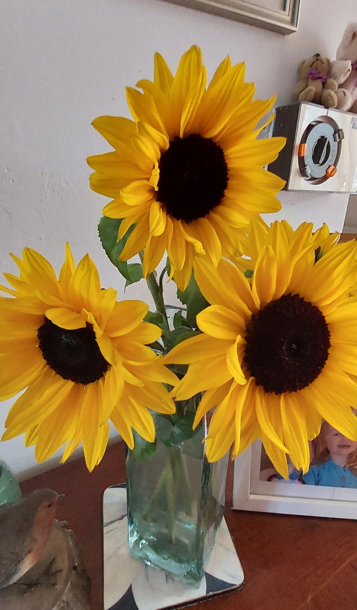 Sun flowers of your dreams