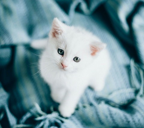 Котёнок