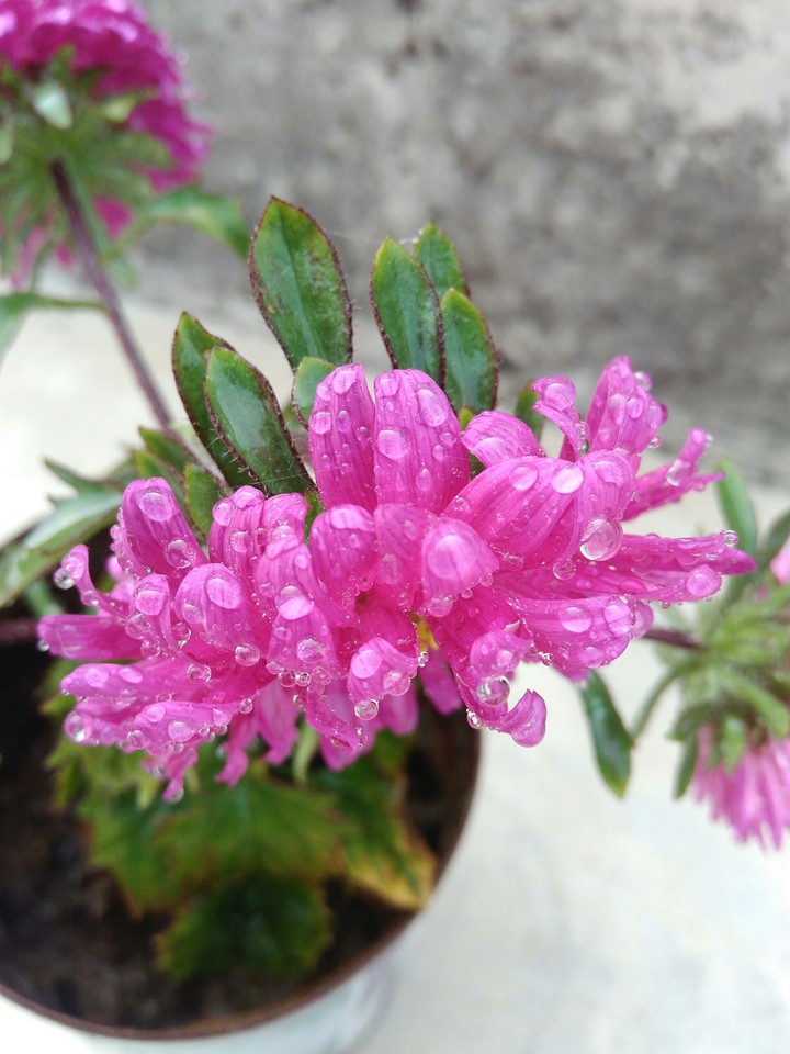 my flowers
