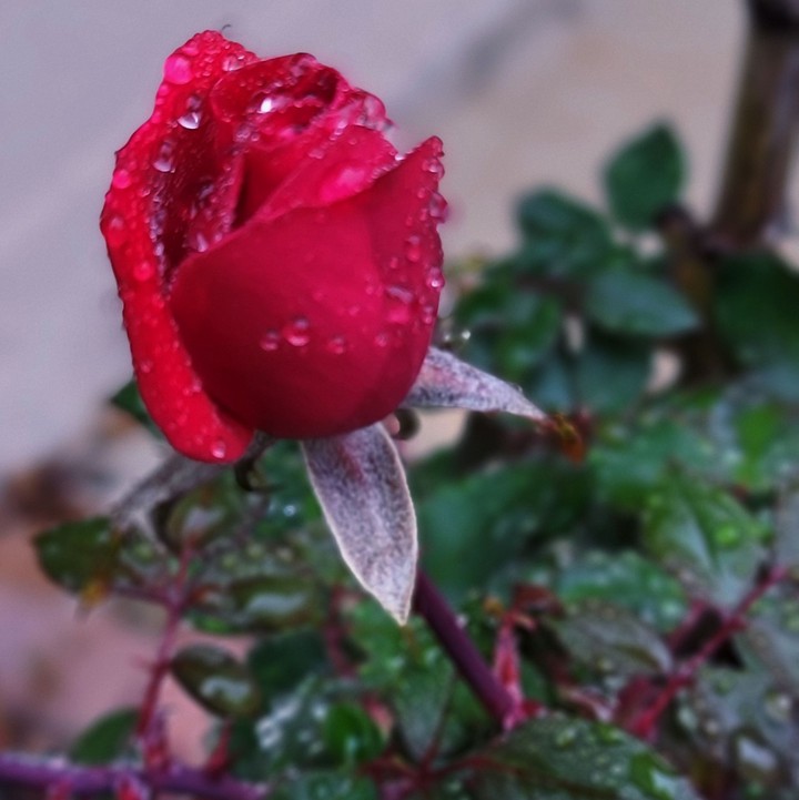 Red Rose