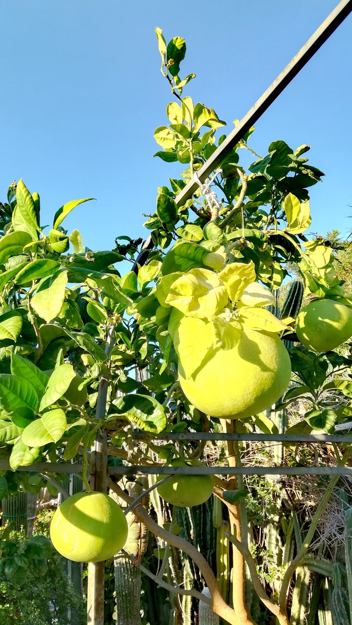 Grapefruit