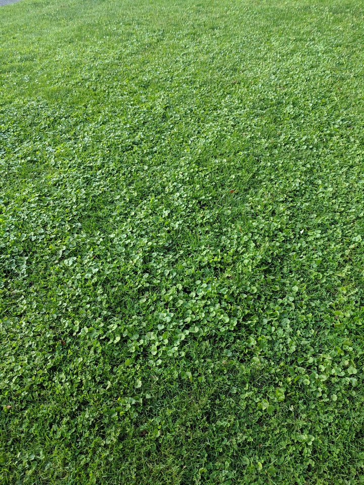 And the Green Grew All Around and Around