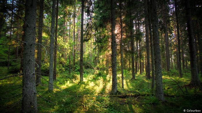 forest