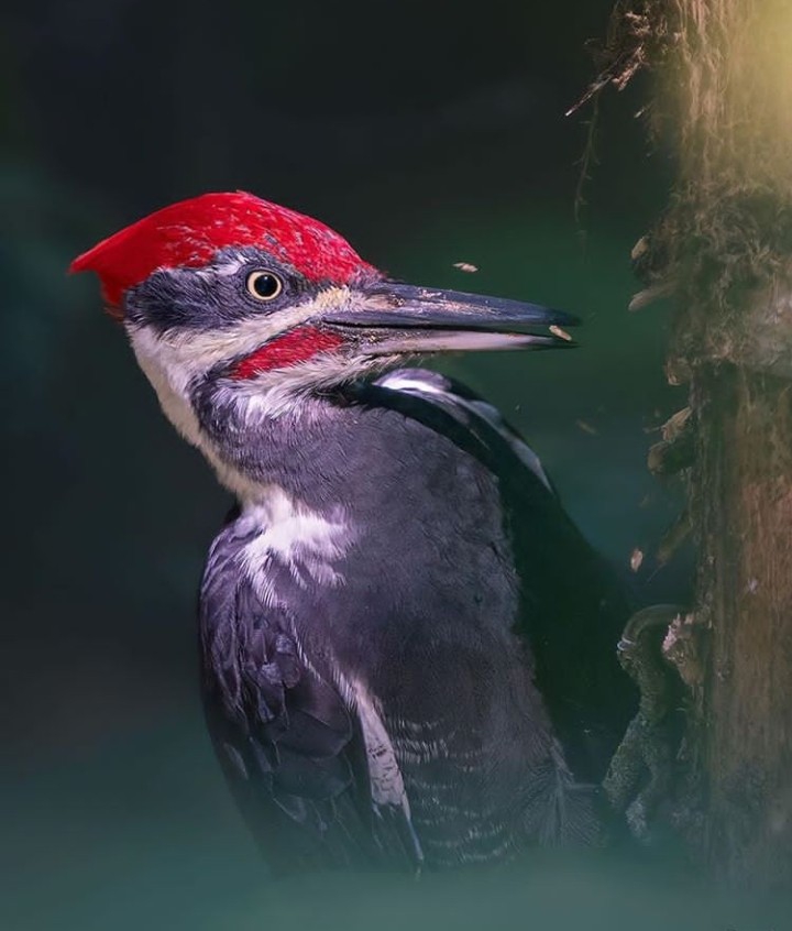 Bird