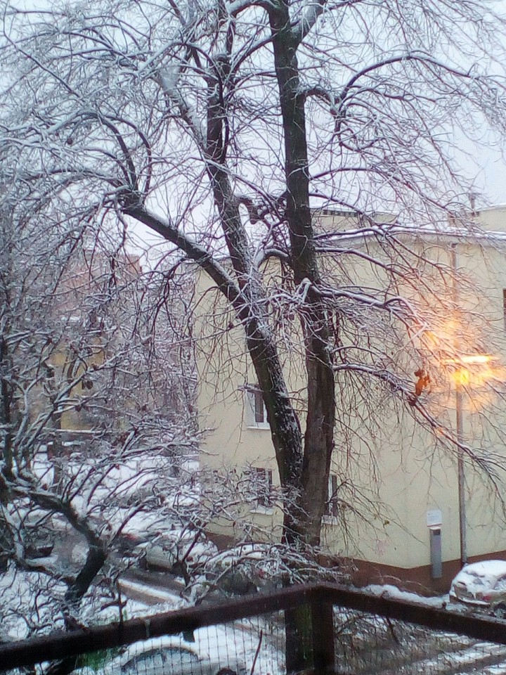 zima