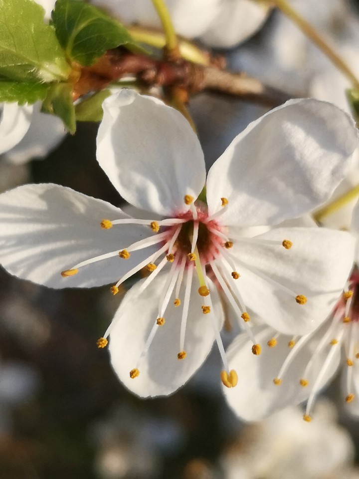 filigrane Blüten Schönheiten