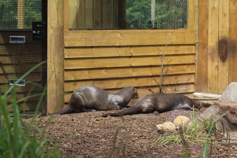 otter love