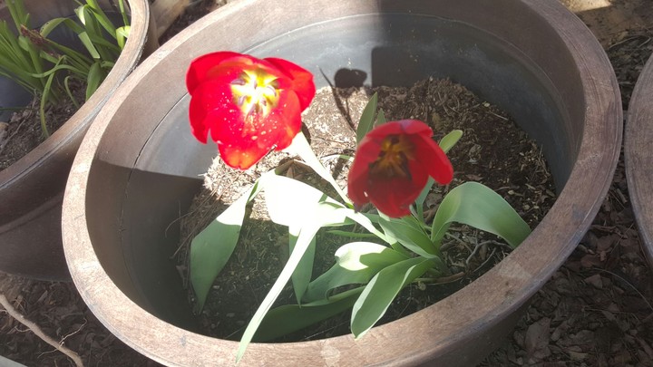 Red Flower