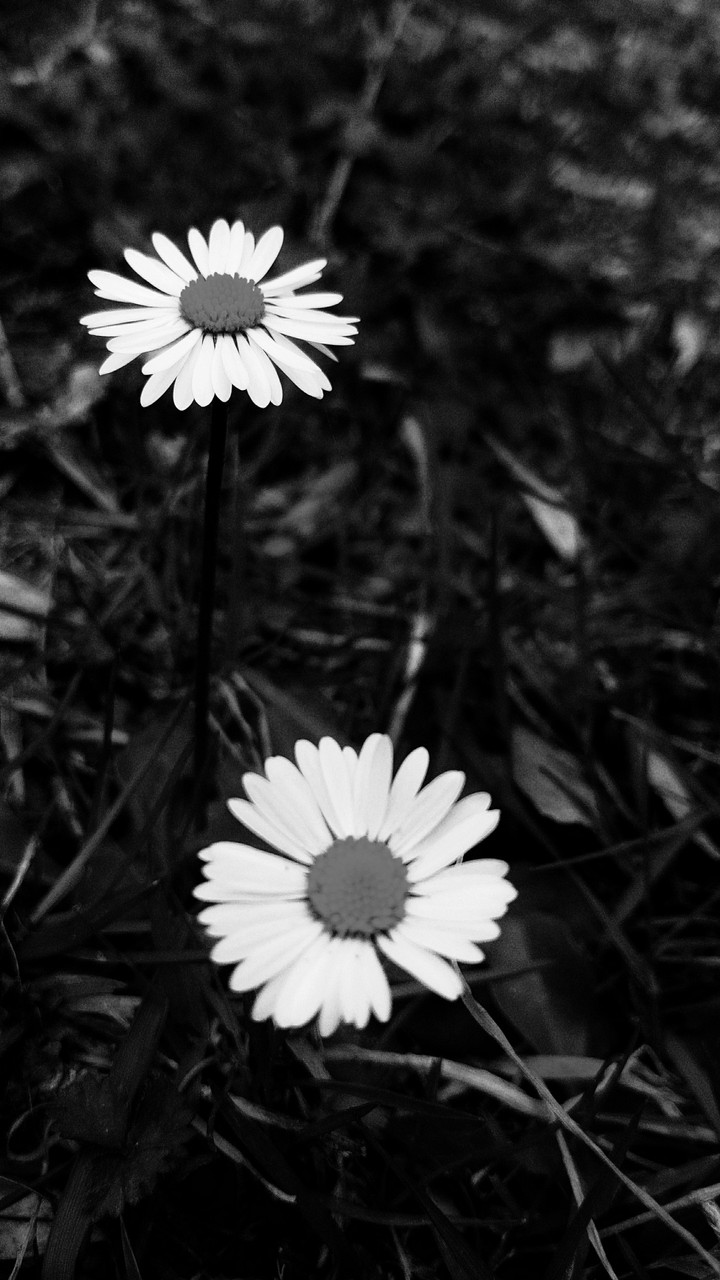 Daisy is a reason why I love .