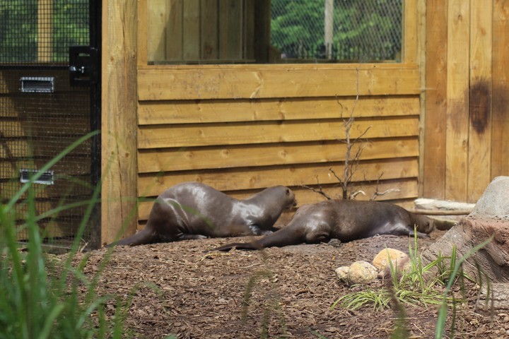 otter love