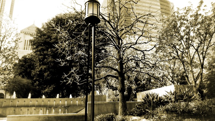 garden