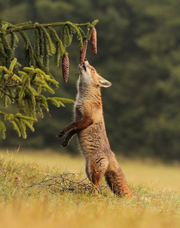 Fox