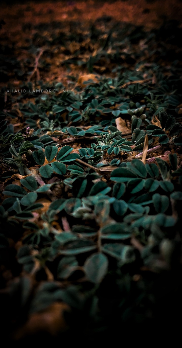 plants