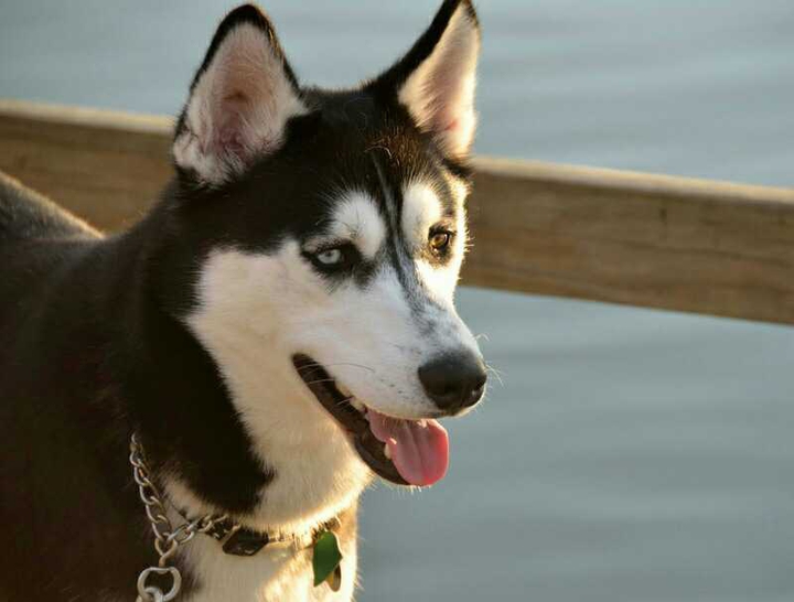 husky