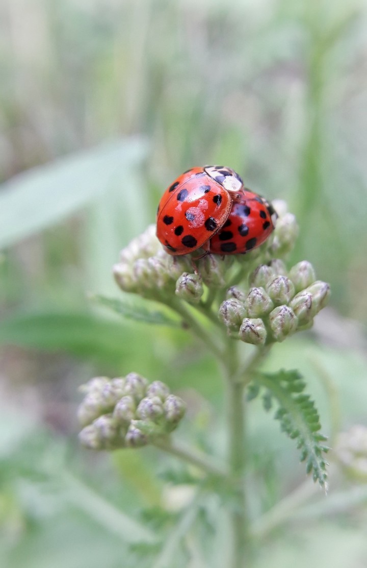 Ladybugs