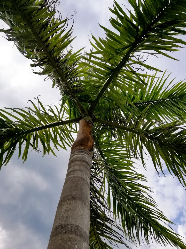 palm tree and sky