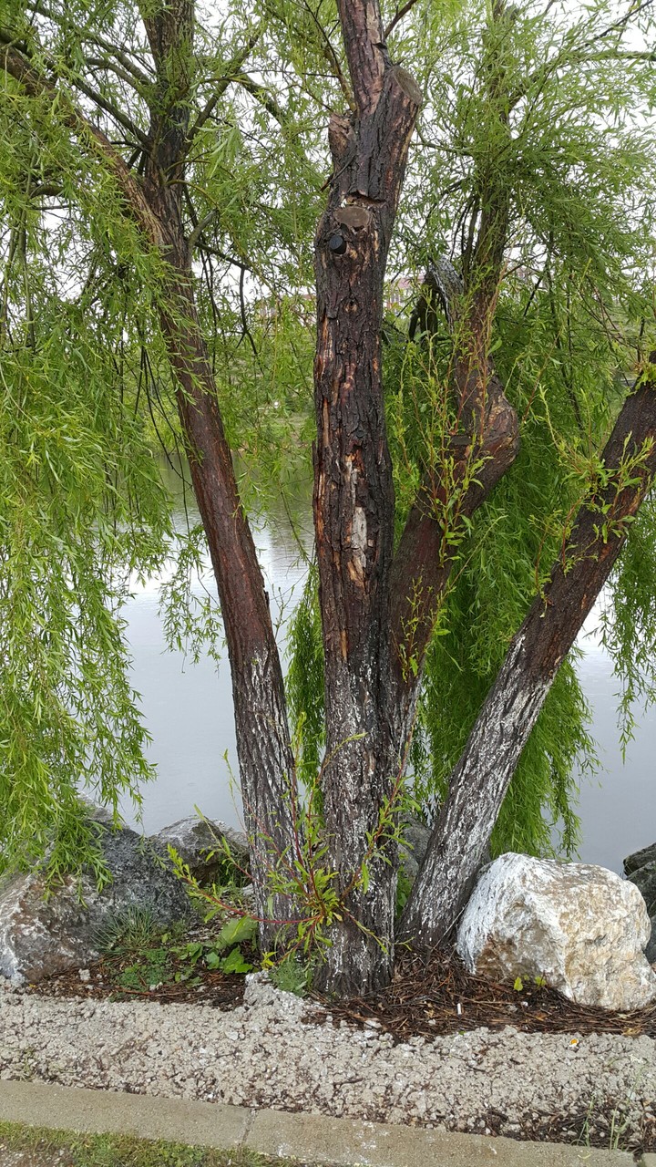 tree