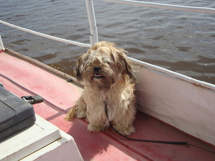 Dog