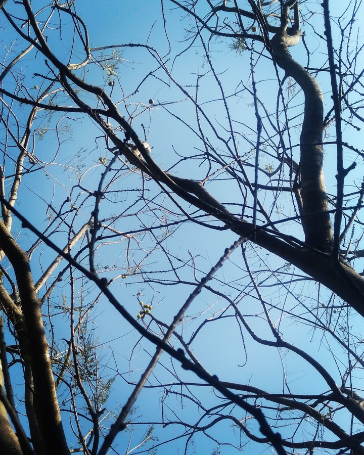spring