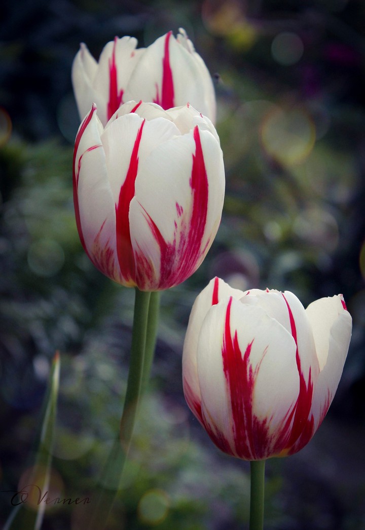 O.V. ❤️ from my garden