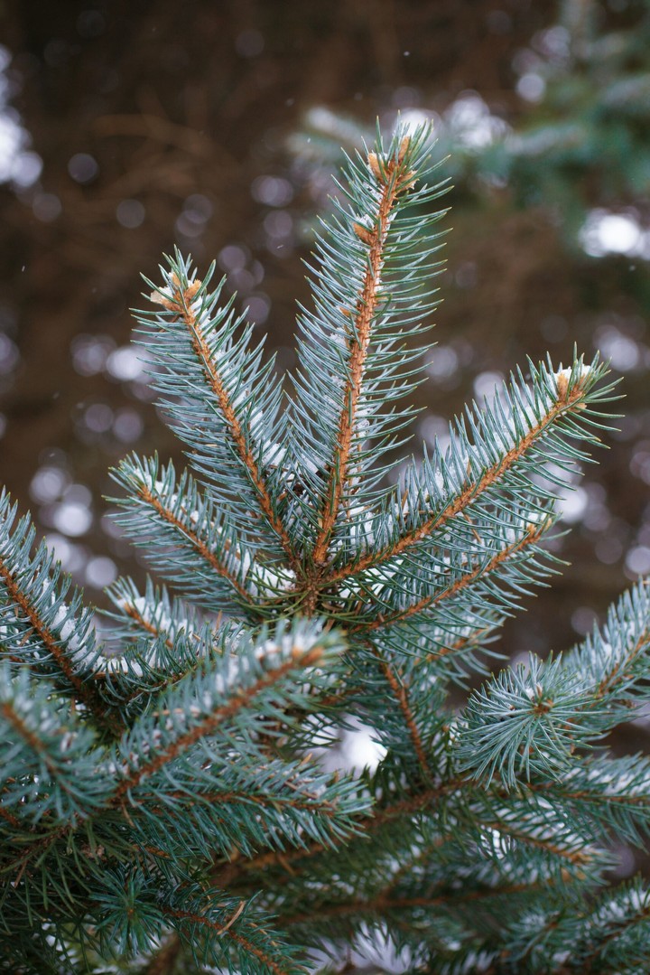 Snowy Pine Tree