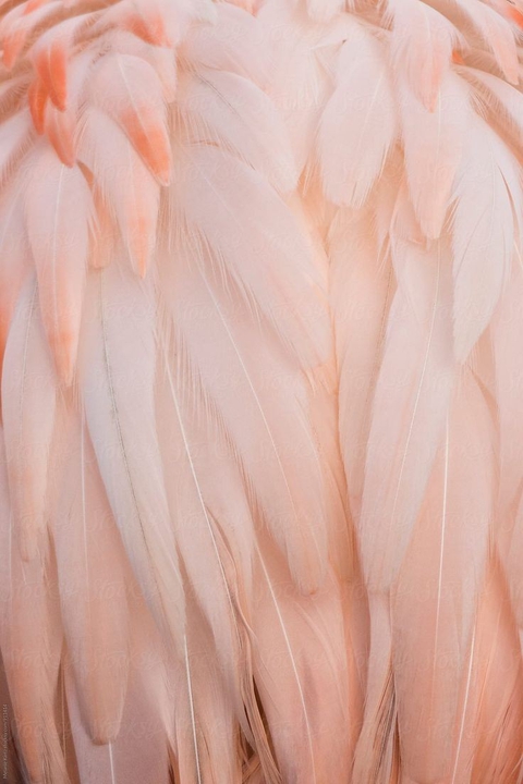 רקעים wing, flamingo