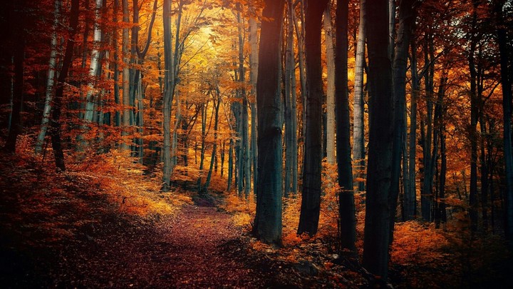 bosque
