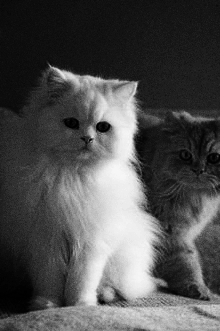 persian cats