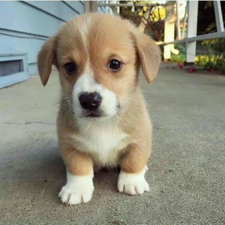 puppy