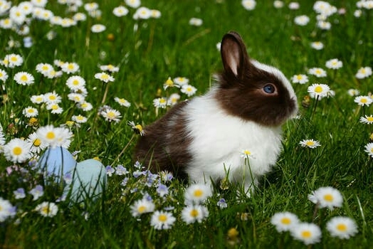 bunnypie